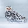 Civetta delle nevi - Snowy owl (Bubo scandiacus)