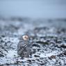 Civetta delle nevi - Snowy owl (Bubo scandiacus)