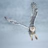 Civetta delle nevi - Snowy owl (Bubo scandiacus)