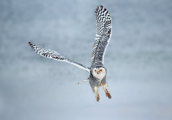 Civetta delle nevi - Snowy owl (Bubo scandiacus)