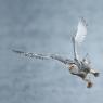 Civetta delle nevi - Snowy owl (Bubo scandiacus)