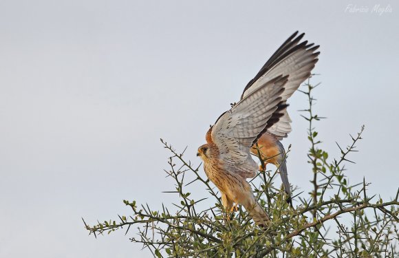 Grillaio - Lesser kestrel (Falco naumanni)