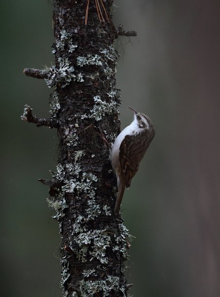 Rampichino alpino - Common treecreeper (Certhia familiaris)
