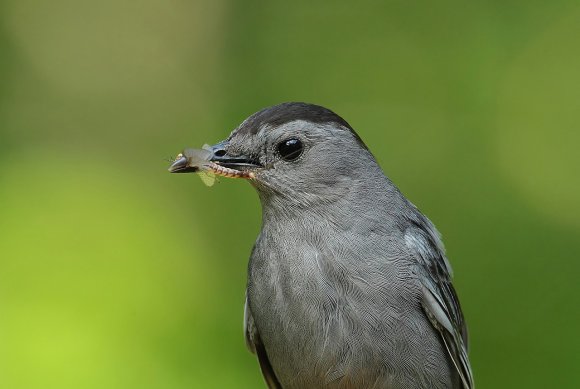 Gray catbird (Dumetella carolinensis)