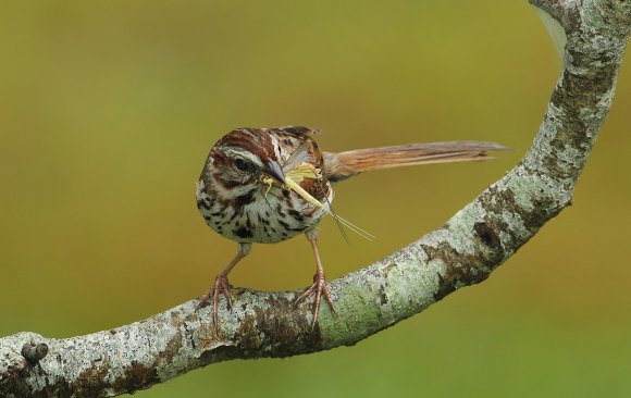 Vesper sparrow (Pooecetes gramineus)