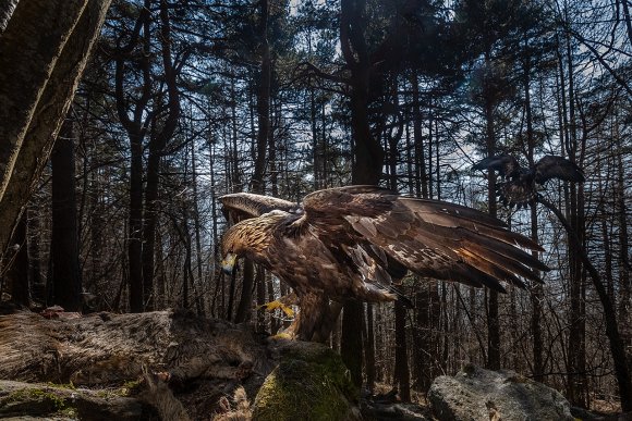 Aquila reale - Golden eagle