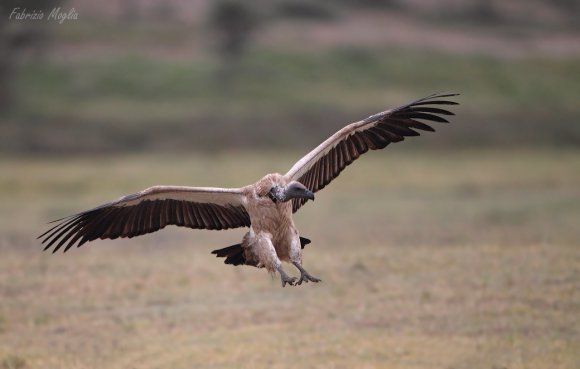 Grifone africano - Rüppell's griffon vulture (Gyps rueppellii)