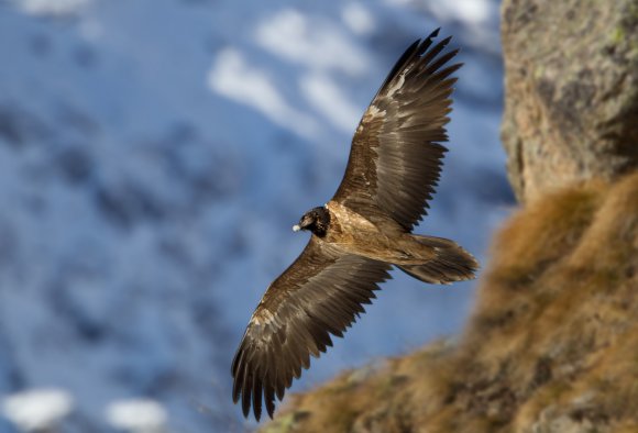Gipeto - Bearded vulture (Gyps barbatus)