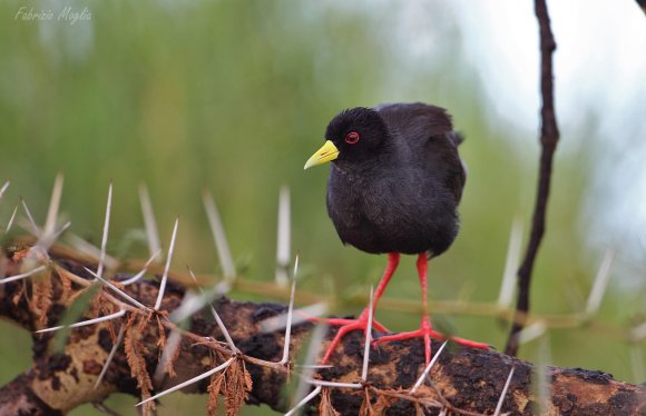 Rallo nero - Black crake (Amaurornis flavirostra)