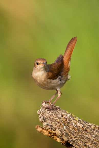 Usignolo - Common nightingale (Luscinia megarhynchos)
