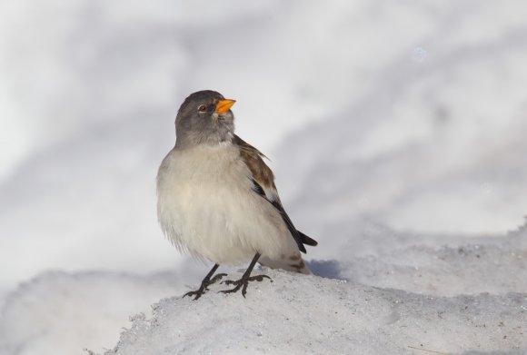 Fringuello alpino -Snow finch (Montifringilla nivalis)