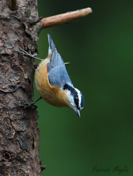 Red breasted nuthatch (Sitta canadensis)