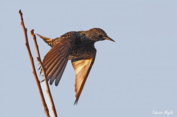 Storno comune - Common starling (Sturnus vulgaris)