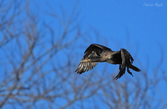 Cormorano - Great cormorant (Phalacrocorax carbo)