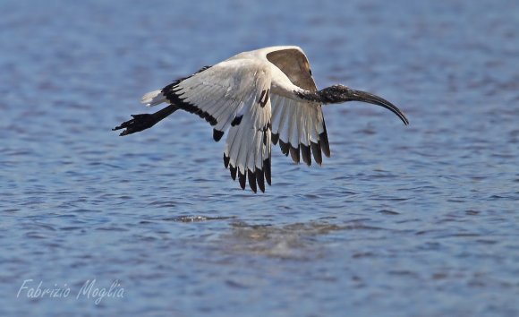 Ibis - African sacred ibis (Threskiornis aethiopicus)
