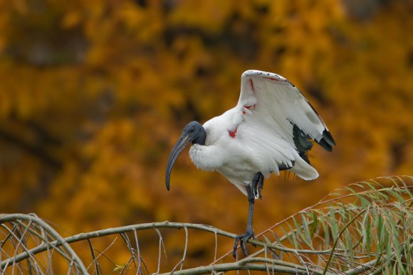 Ibis - African sacred ibis (Threskiornis aethiopicus)