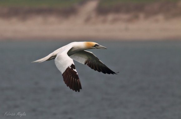 Sula bassana - Northern gannet (Morus bassanus)