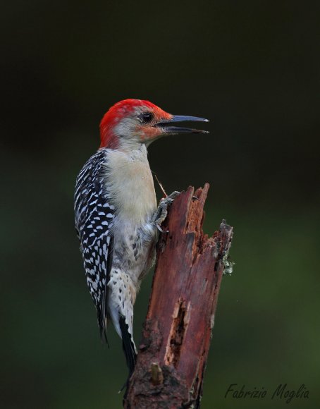 Picchio della Carolina - Red bellied woodpecker (Melanerpes carolinus)